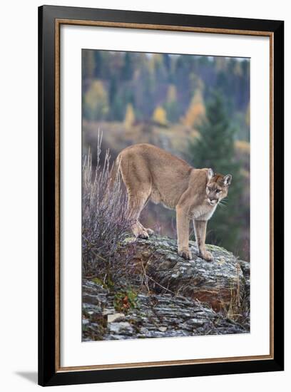 Mountain Lion-DLILLC-Framed Photographic Print