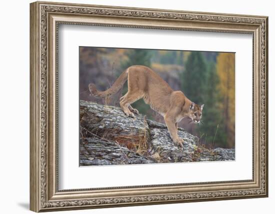 Mountain Lion-DLILLC-Framed Photographic Print