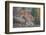 Mountain Lion-DLILLC-Framed Photographic Print