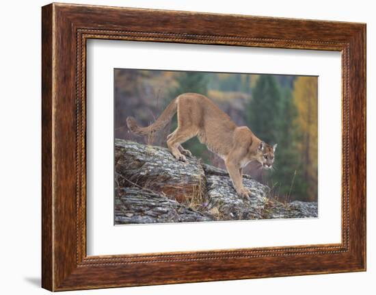 Mountain Lion-DLILLC-Framed Photographic Print