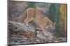 Mountain Lion-DLILLC-Mounted Photographic Print