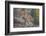 Mountain Lion-DLILLC-Framed Photographic Print