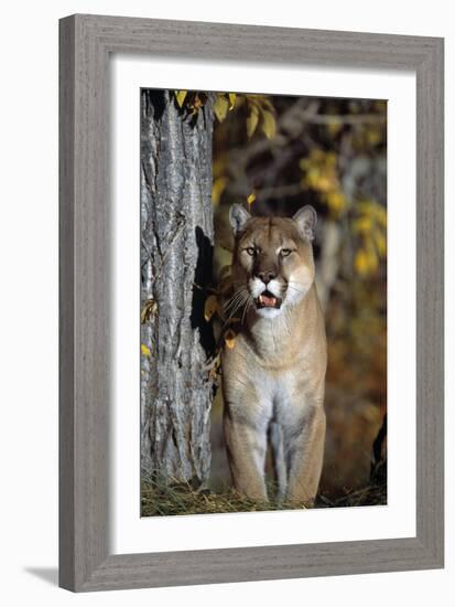 Mountain Lion-null-Framed Photographic Print