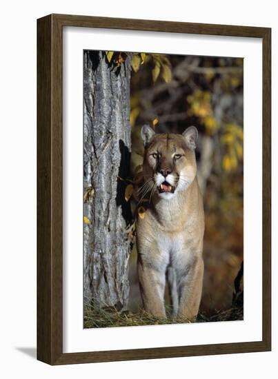 Mountain Lion-null-Framed Photographic Print