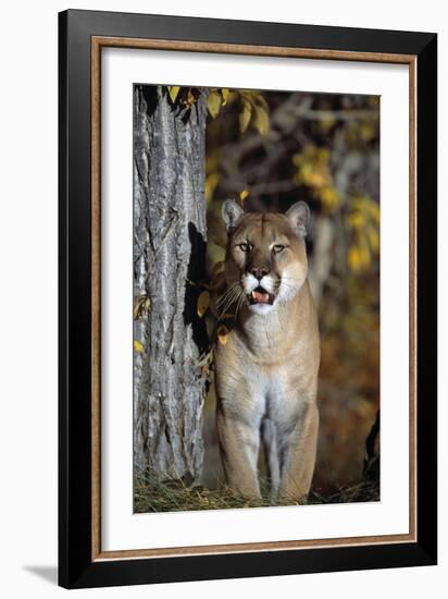 Mountain Lion-null-Framed Photographic Print