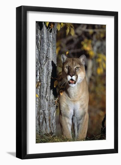 Mountain Lion-null-Framed Photographic Print