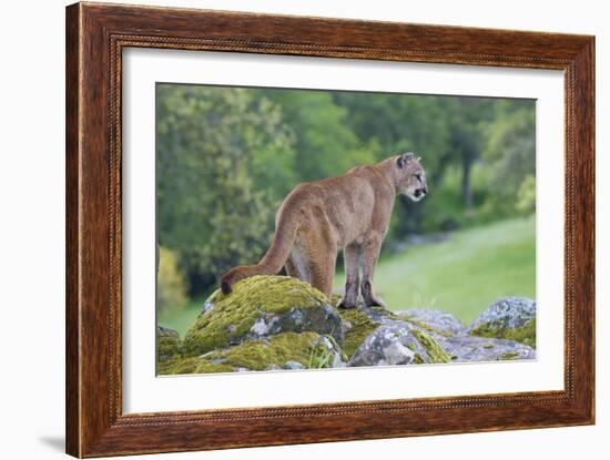 Mountain Lion-Lantern Press-Framed Art Print