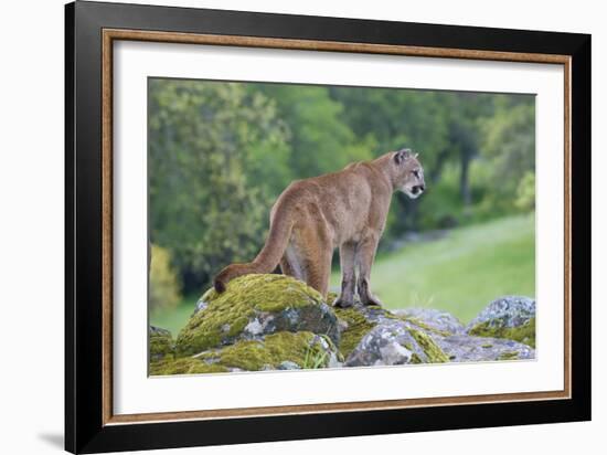 Mountain Lion-Lantern Press-Framed Art Print