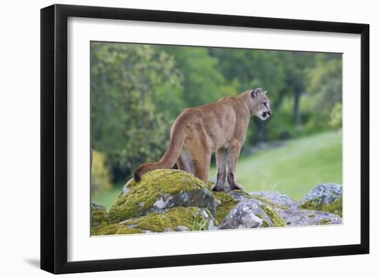 Mountain Lion-Lantern Press-Framed Art Print