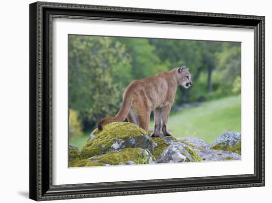 Mountain Lion-Lantern Press-Framed Art Print