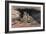 Mountain Lions-Harro Maass-Framed Giclee Print