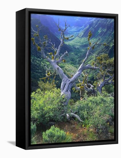 Mountain Mahogany Snags and Sagebrush, Steens Mountain National Recreation Lands, Oregon, USA-Scott T. Smith-Framed Premier Image Canvas