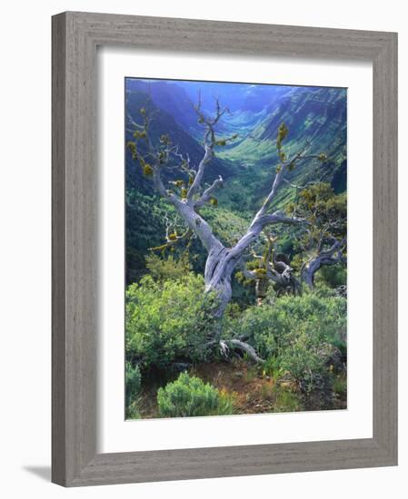 Mountain Mahogany Snags and Sagebrush, Steens Mountain National Recreation Lands, Oregon, USA-Scott T. Smith-Framed Photographic Print