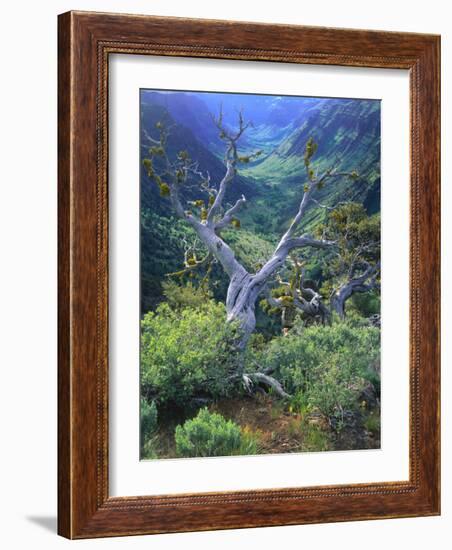 Mountain Mahogany Snags and Sagebrush, Steens Mountain National Recreation Lands, Oregon, USA-Scott T. Smith-Framed Photographic Print