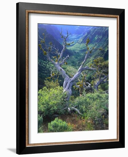 Mountain Mahogany Snags and Sagebrush, Steens Mountain National Recreation Lands, Oregon, USA-Scott T. Smith-Framed Photographic Print