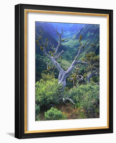 Mountain Mahogany Snags and Sagebrush, Steens Mountain National Recreation Lands, Oregon, USA-Scott T. Smith-Framed Photographic Print