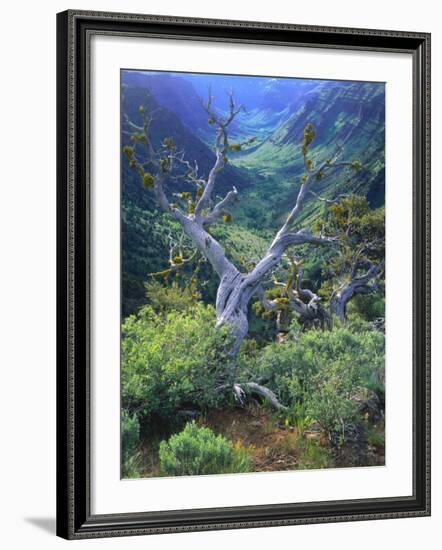 Mountain Mahogany Snags and Sagebrush, Steens Mountain National Recreation Lands, Oregon, USA-Scott T. Smith-Framed Photographic Print