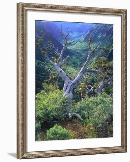 Mountain Mahogany Snags and Sagebrush, Steens Mountain National Recreation Lands, Oregon, USA-Scott T. Smith-Framed Photographic Print