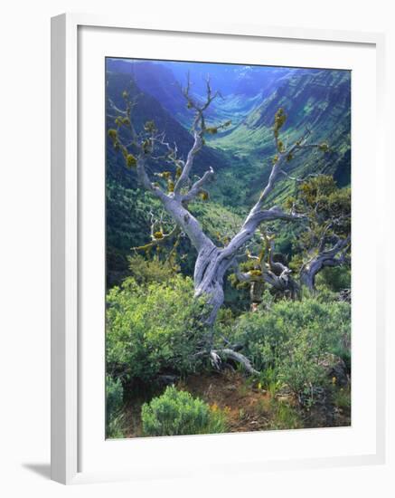 Mountain Mahogany Snags and Sagebrush, Steens Mountain National Recreation Lands, Oregon, USA-Scott T. Smith-Framed Photographic Print