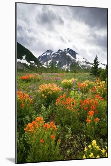 Mountain Meadow, Canada-David Nunuk-Mounted Photographic Print