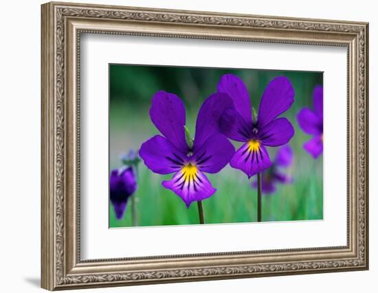 Mountain pansy flowers, Cairngorms National Park, Scotland-Laurie Campbell-Framed Photographic Print