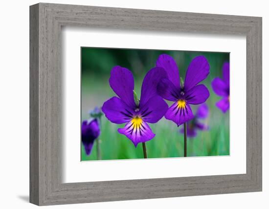 Mountain pansy flowers, Cairngorms National Park, Scotland-Laurie Campbell-Framed Photographic Print