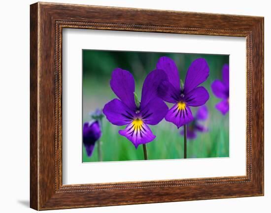 Mountain pansy flowers, Cairngorms National Park, Scotland-Laurie Campbell-Framed Photographic Print