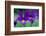 Mountain pansy flowers, Cairngorms National Park, Scotland-Laurie Campbell-Framed Photographic Print