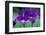 Mountain pansy flowers, Cairngorms National Park, Scotland-Laurie Campbell-Framed Photographic Print