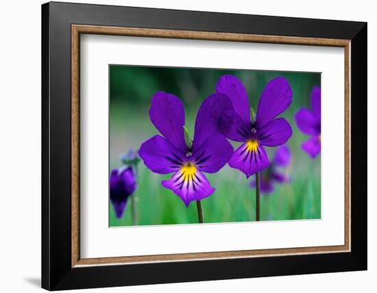 Mountain pansy flowers, Cairngorms National Park, Scotland-Laurie Campbell-Framed Photographic Print