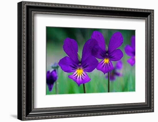 Mountain pansy flowers, Cairngorms National Park, Scotland-Laurie Campbell-Framed Photographic Print
