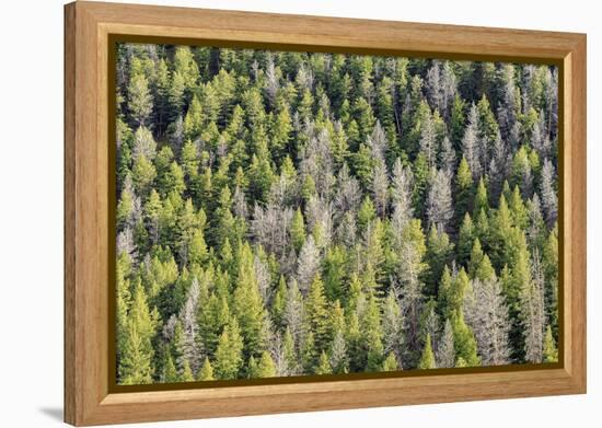 Mountain Pine Beetle Damage, Lodgepole Pines, Pinus Contorta, Colorado Rockies-Maresa Pryor-Framed Premier Image Canvas
