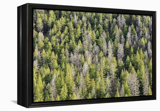 Mountain Pine Beetle Damage, Lodgepole Pines, Pinus Contorta, Colorado Rockies-Maresa Pryor-Framed Premier Image Canvas