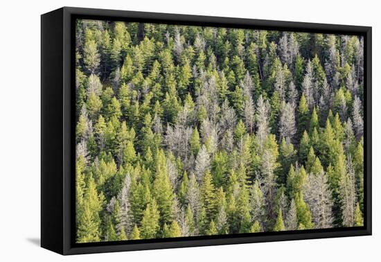 Mountain Pine Beetle Damage, Lodgepole Pines, Pinus Contorta, Colorado Rockies-Maresa Pryor-Framed Premier Image Canvas