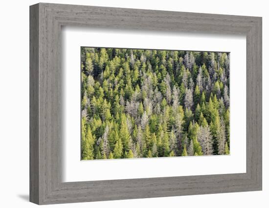 Mountain Pine Beetle Damage, Lodgepole Pines, Pinus Contorta, Colorado Rockies-Maresa Pryor-Framed Photographic Print