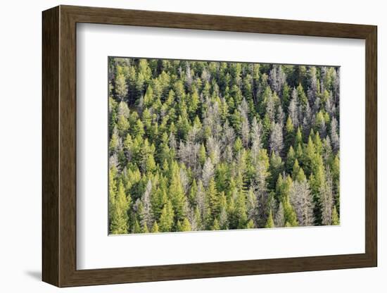 Mountain Pine Beetle Damage, Lodgepole Pines, Pinus Contorta, Colorado Rockies-Maresa Pryor-Framed Photographic Print