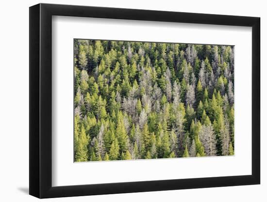 Mountain Pine Beetle Damage, Lodgepole Pines, Pinus Contorta, Colorado Rockies-Maresa Pryor-Framed Photographic Print