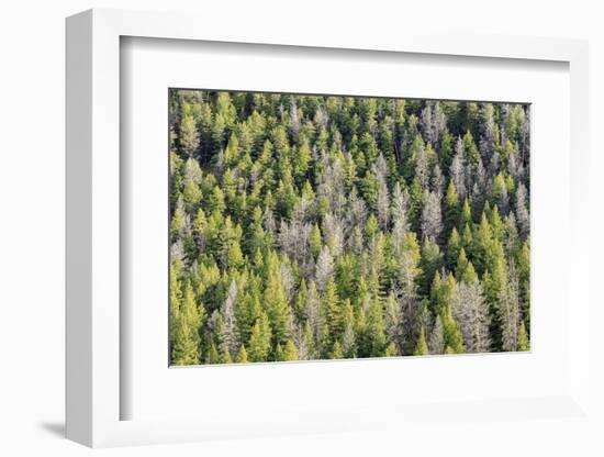 Mountain Pine Beetle Damage, Lodgepole Pines, Pinus Contorta, Colorado Rockies-Maresa Pryor-Framed Photographic Print