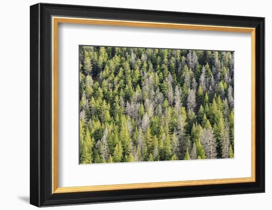 Mountain Pine Beetle Damage, Lodgepole Pines, Pinus Contorta, Colorado Rockies-Maresa Pryor-Framed Photographic Print