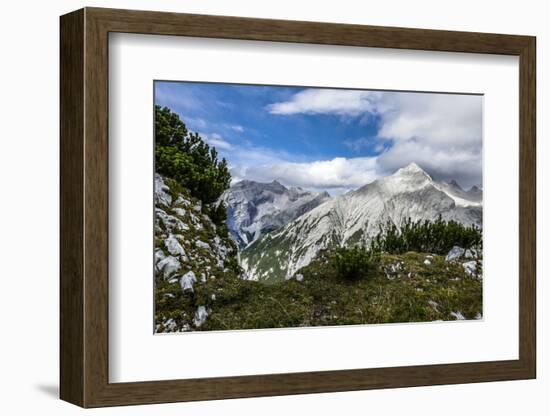 Mountain Pines and Grass in the Back of the Reps, View at Kaltwasserspitzet and Southern Sonnenspit-Rolf Roeckl-Framed Photographic Print