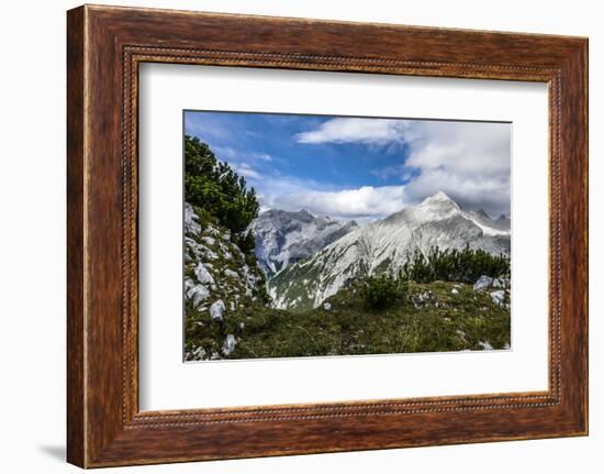 Mountain Pines and Grass in the Back of the Reps, View at Kaltwasserspitzet and Southern Sonnenspit-Rolf Roeckl-Framed Photographic Print