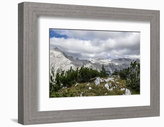 Mountain Pines and Grass in the Back of the Reps-Rolf Roeckl-Framed Photographic Print