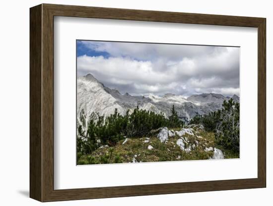 Mountain Pines and Grass in the Back of the Reps-Rolf Roeckl-Framed Photographic Print