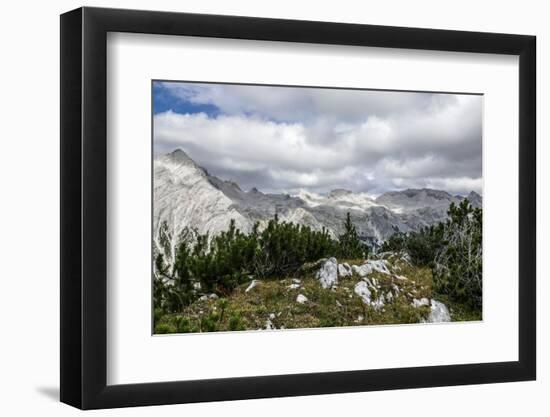 Mountain Pines and Grass in the Back of the Reps-Rolf Roeckl-Framed Photographic Print