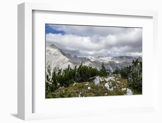 Mountain Pines and Grass in the Back of the Reps-Rolf Roeckl-Framed Photographic Print