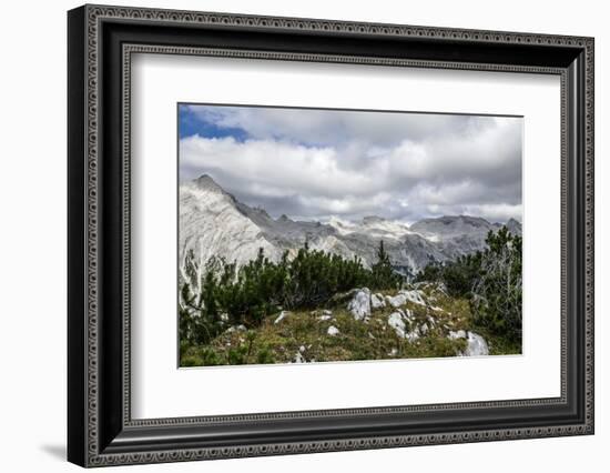 Mountain Pines and Grass in the Back of the Reps-Rolf Roeckl-Framed Photographic Print