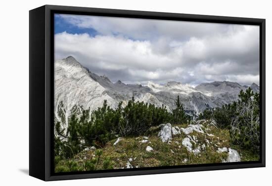 Mountain Pines and Grass in the Back of the Reps-Rolf Roeckl-Framed Premier Image Canvas