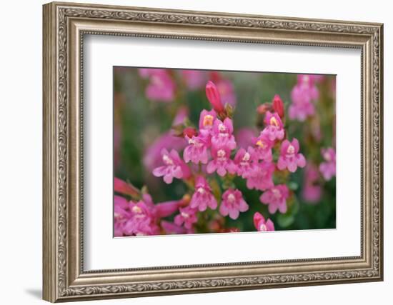 Mountain pride, Yosemite National Park, California-Adam Jones-Framed Photographic Print