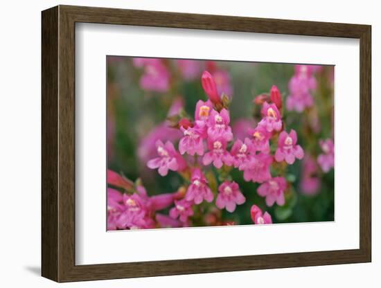 Mountain pride, Yosemite National Park, California-Adam Jones-Framed Photographic Print