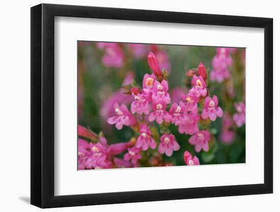 Mountain pride, Yosemite National Park, California-Adam Jones-Framed Photographic Print